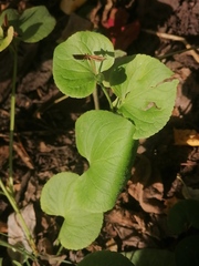 Viola mirabilis