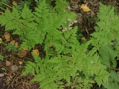 Anthriscus sylvestris