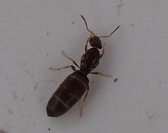 Brachymyrmex