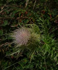 Cirsium obvallatum