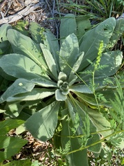 Verbascum