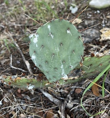 Opuntia macrorhiza