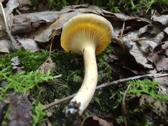 Cantharellus appalachiensis