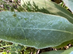 Verbascum