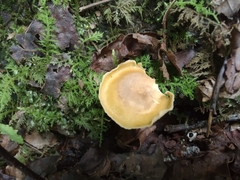Cantharellus appalachiensis