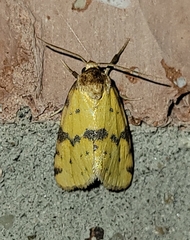 Azenia obtusa