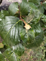 Viburnum carlesii