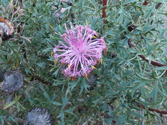 Isopogon dubius