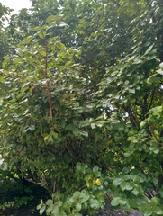 Viburnum carlesii