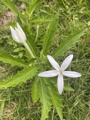Hippobroma longiflora