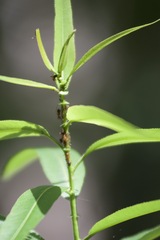 Camponotus floridanus
