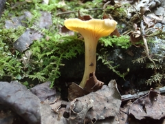 Cantharellus appalachiensis