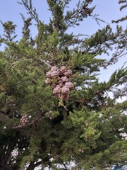 Cupressus