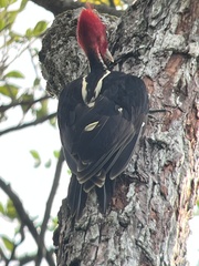 Campephilus guatemalensis