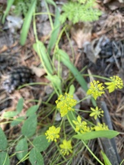 Bupleurum multinerve