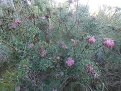 Isopogon dubius