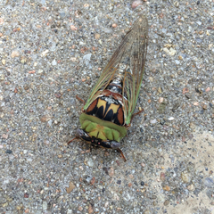 Megatibicen pronotalis