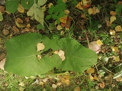 Arctium tomentosum