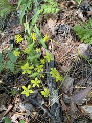 Bupleurum multinerve