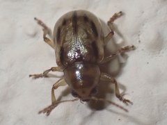 Paria