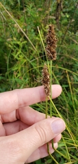Carex vulpinoidea