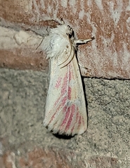 Lythrodes