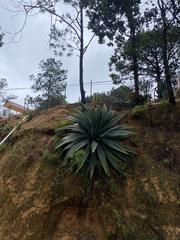 Agave atrovirens