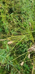 Carex vulpinoidea