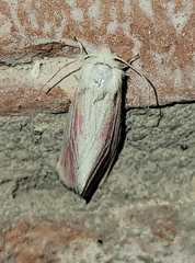 Lythrodes