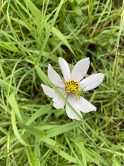 Cosmos diversifolius