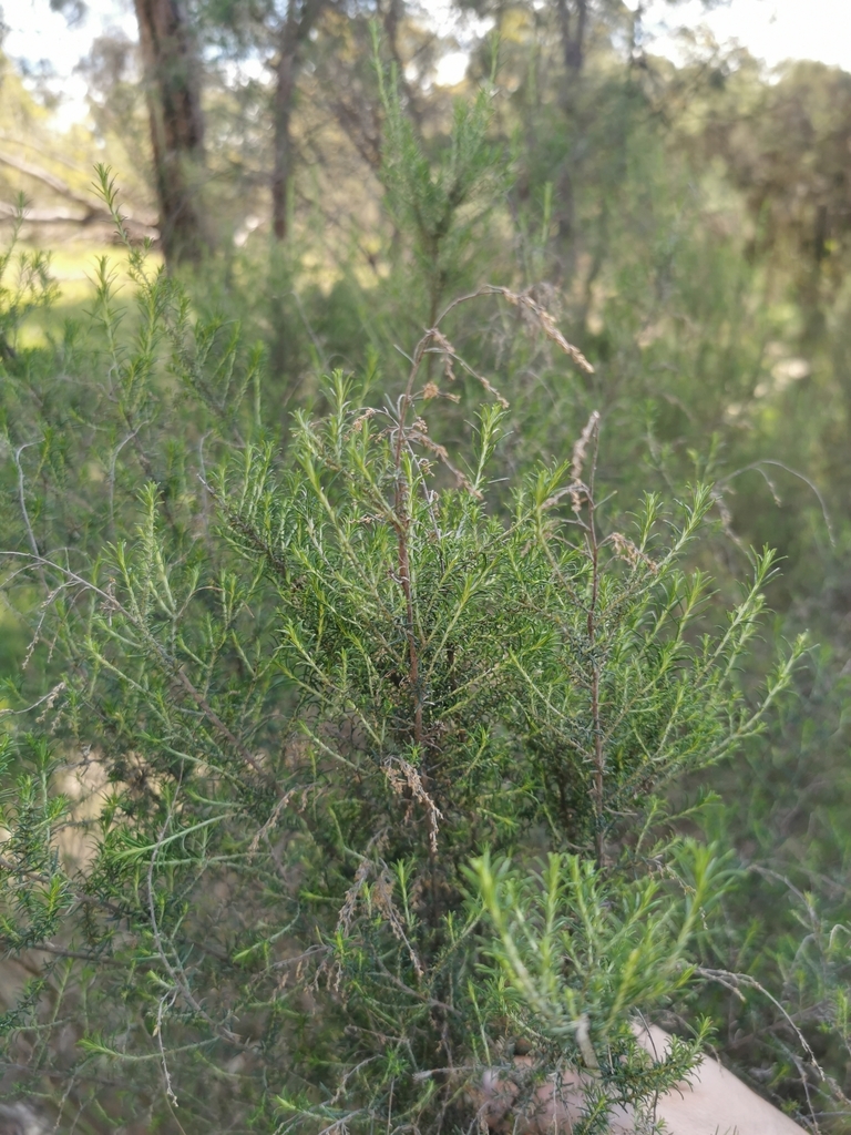 Sifton Bush from Wheelers Hill VIC 3150, Australia on September 07, 2022 at 1230 PM by Ciaran