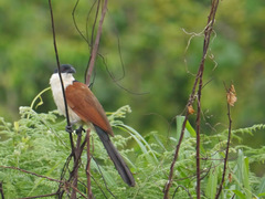 Centropus senegalensis