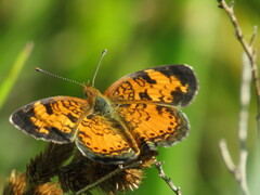 Phyciodes cocyta