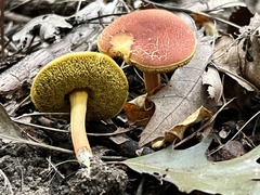 Hortiboletus campestris