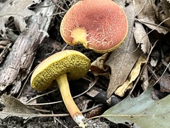 Hortiboletus campestris
