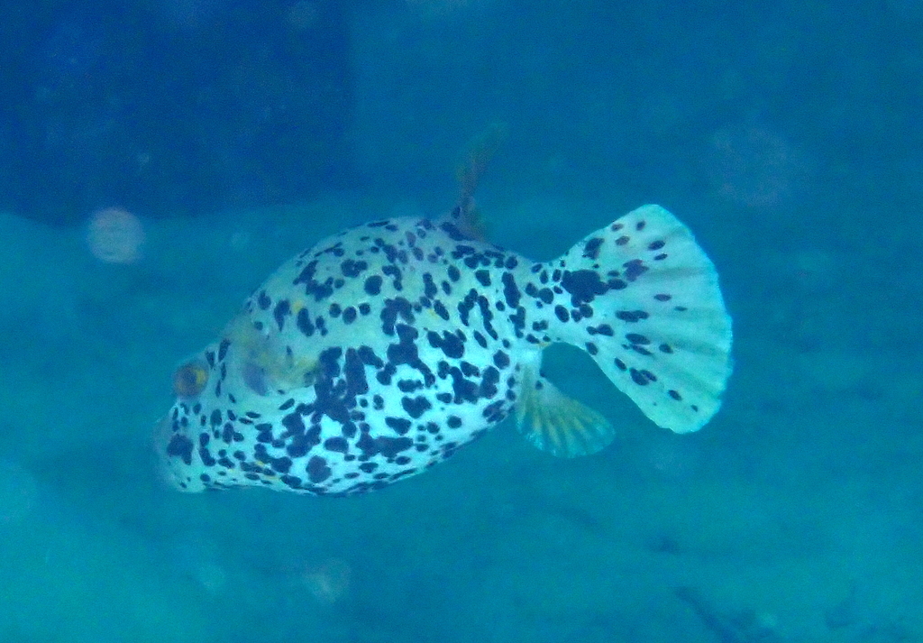 Blackspotted Puffer