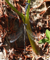 Lestes disjunctus