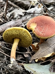 Hortiboletus campestris