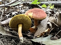 Hortiboletus campestris