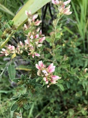 Lespedeza virginica