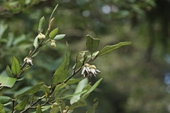 Atherosperma moschatum