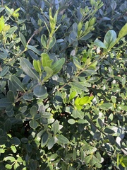 Alyxia buxifolia