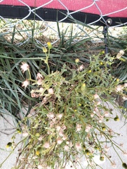 Senecio vulgaris