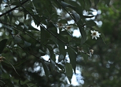 Atherosperma moschatum