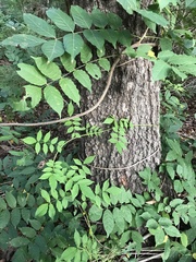 Wisteria frutescens