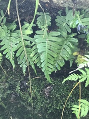 Polypodium virginianum