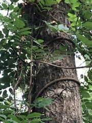 Wisteria frutescens