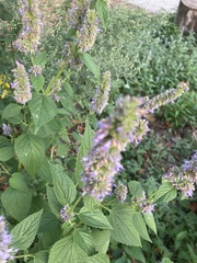 Agastache