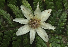 Atherosperma moschatum