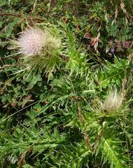 Cirsium obvallatum